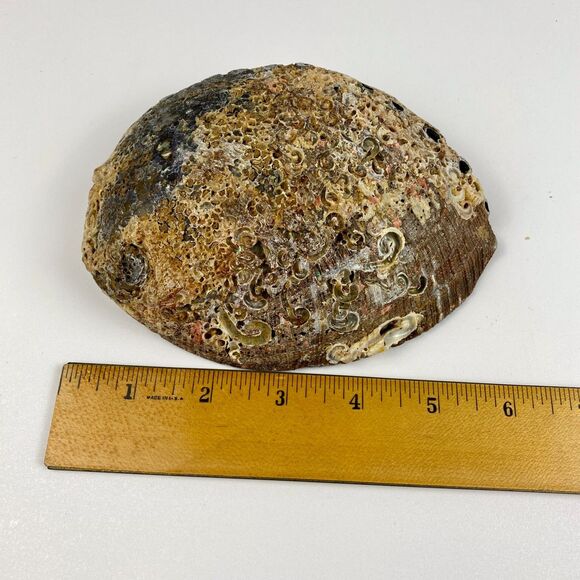 Abalone Shell 6”x5” Beautiful Display Piece Coastal Decor Trinket Dish Beach - Picture 12 of 12